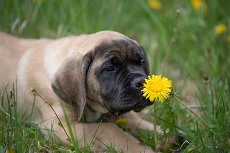 Includes personality, history, health, nutrition, grooming, pictures, videos and AKC breed standard. . English mastiff temperament